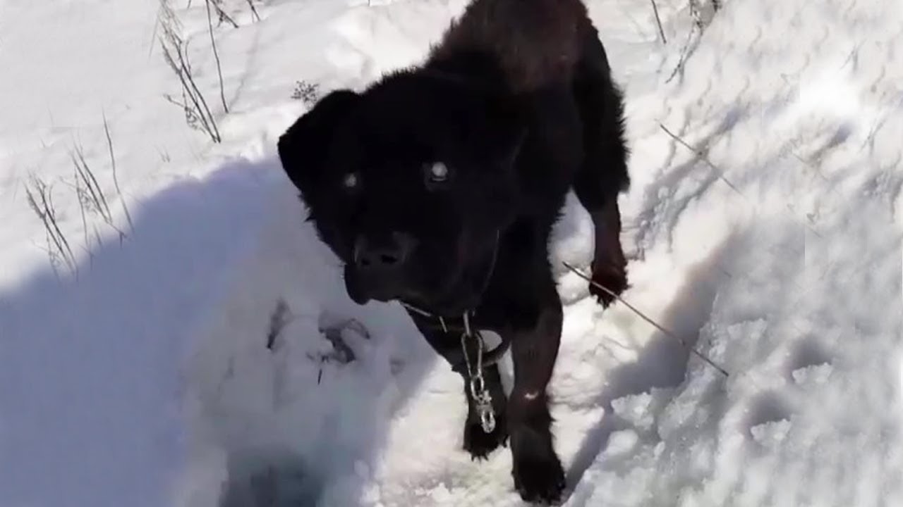 The blind dog and the heartbreaking story behind would make you cry ...