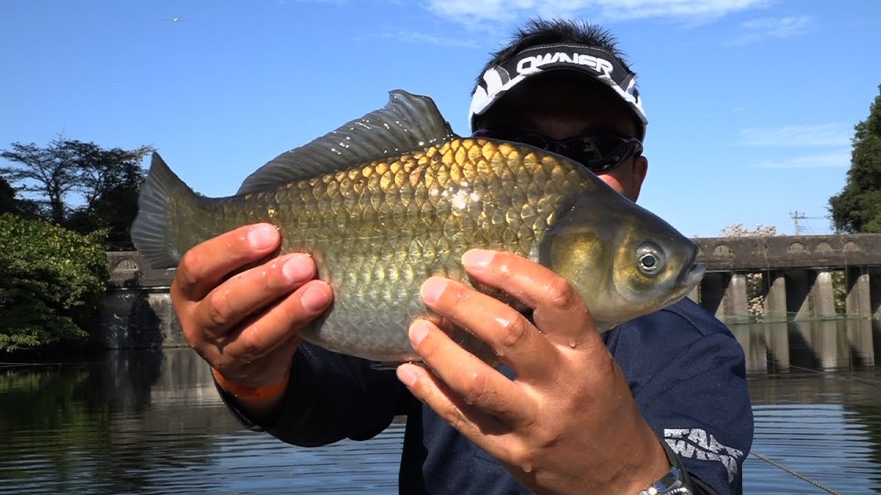 #220 匠の釣技に躍る間瀬湖のヘラブナ～寡黙な水面が揺れる晩秋のたまゆら～