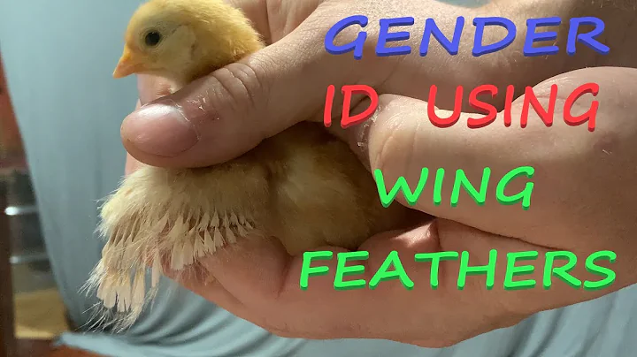 Hur man avgör kycklingens kön genom att använda vingar