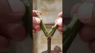 grafting mango technique #shortsviral #bonsai #shorts