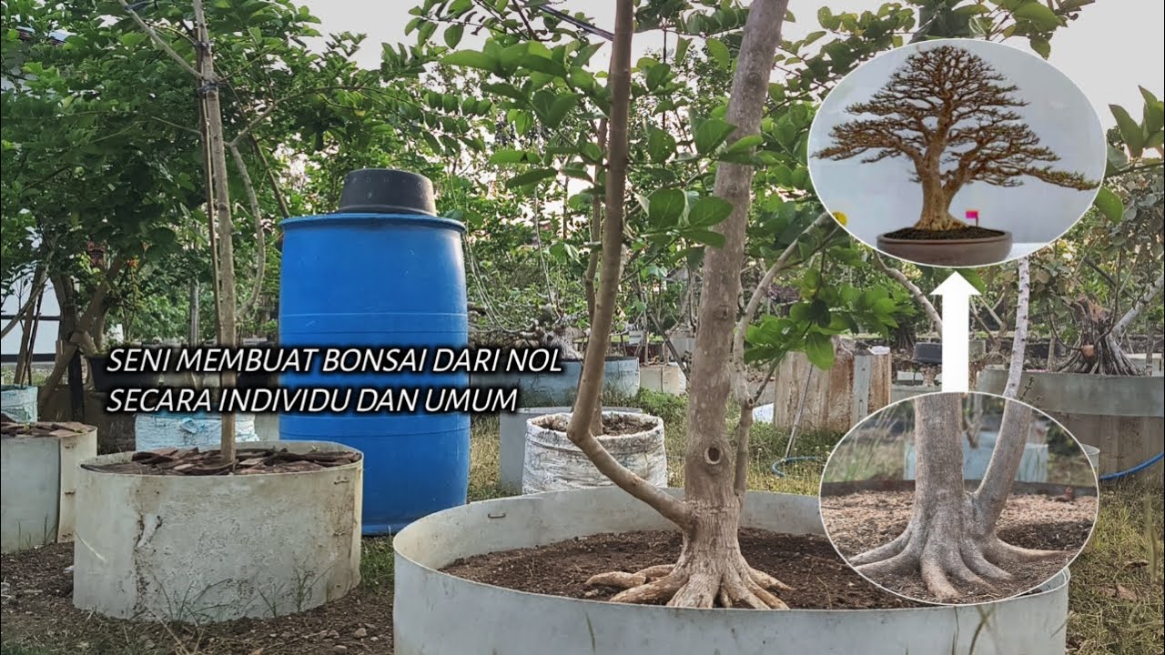 Искусство создания бонсай в целом и по отдельности