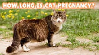 How Long Are Cats Pregnant? Understanding Your Cat's Pregnancy Journey