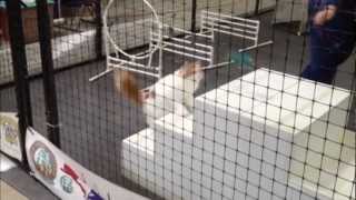 Arden's First Agility by Sharon DeCeuninck 462 views 11 years ago 27 seconds
