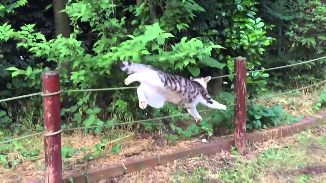 キジトラ地獄 公園の処女猫 華麗なるバック宙をスローで披露する Youtube