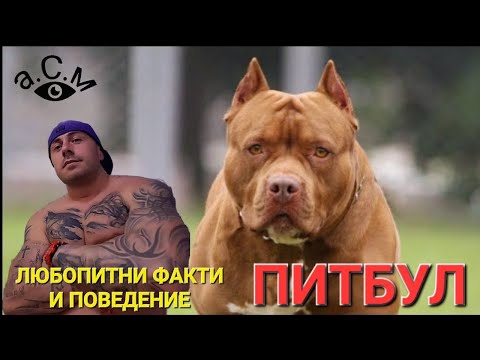 Видео: Физическите характеристики на кученцата Pitbull