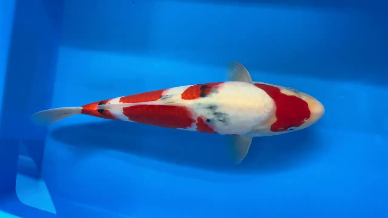 錦鯉【手取フィッシュランド】(株)阪井養魚場産 当歳 大正三色 33