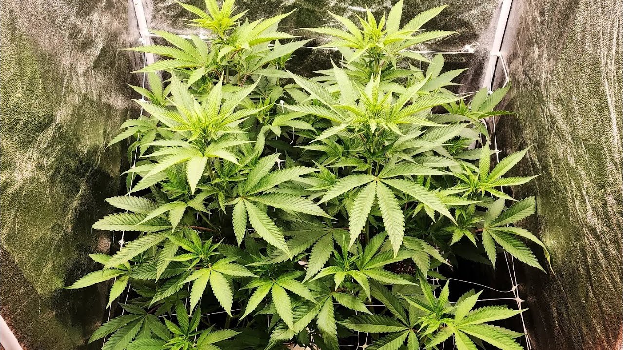 Skywalker OG number 2 clones at flower week 2 day 8 🪴