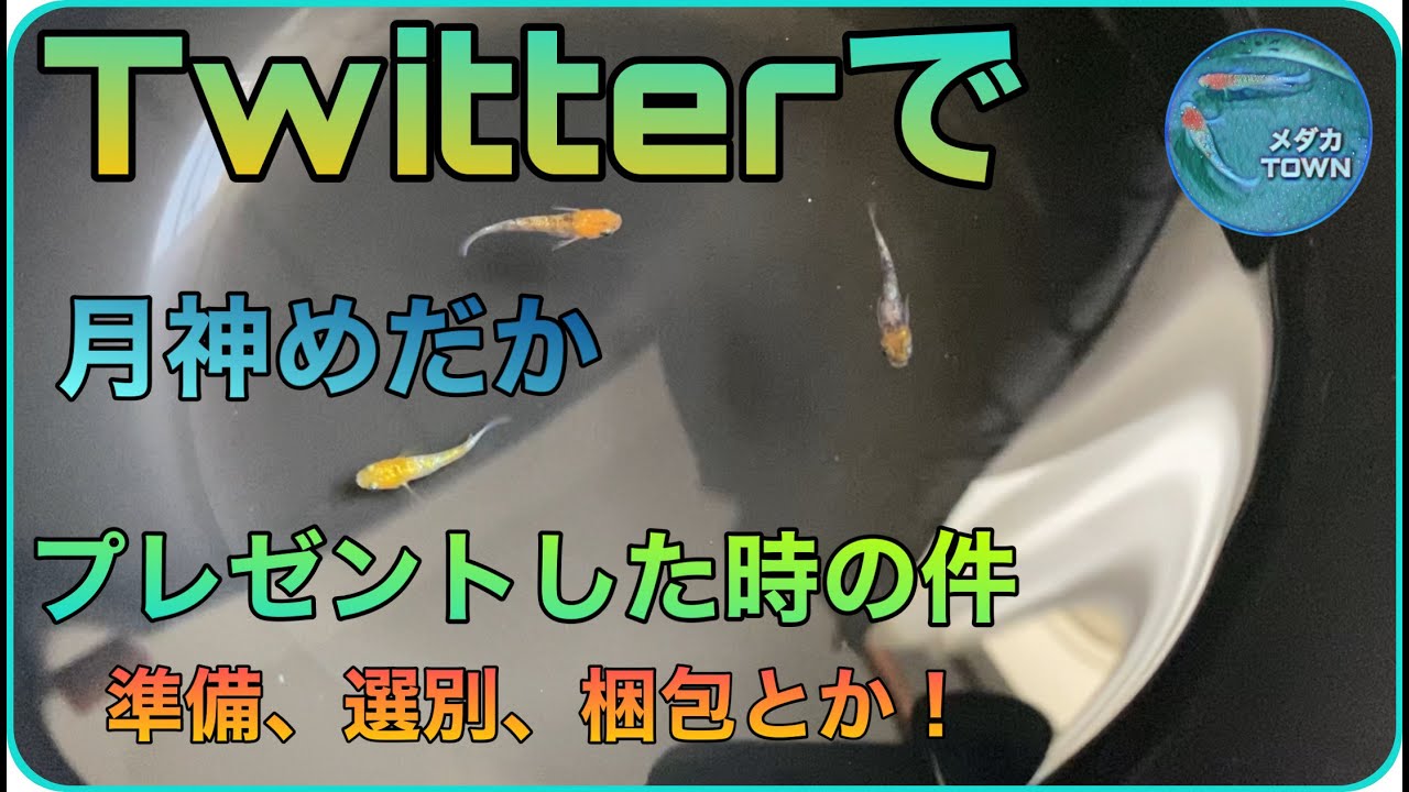 断捨離中 めだか次の発送8月10日さん maxresdefault.jpg