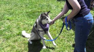 Bark in the Park 2013 005