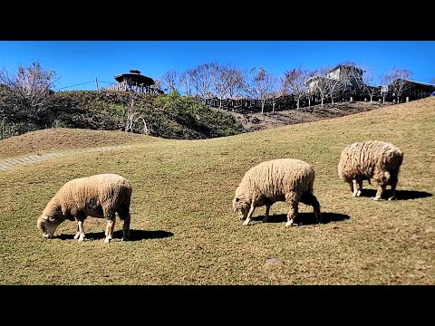2025冬日青境農場不同景致的草原綿羊！Winter at Qingjing Farm in Taiwan
