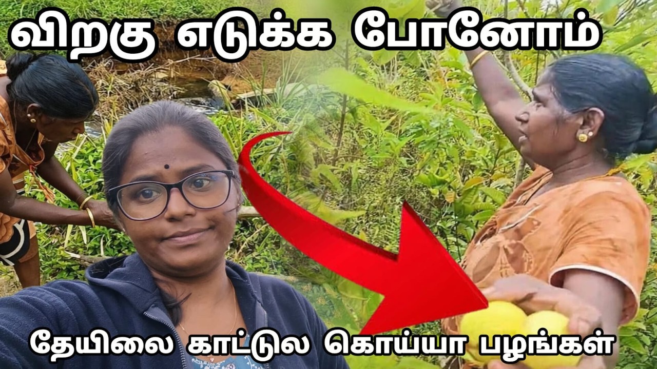 இன்னைக்கு அம்மாவோட விறகுக்கு போனோம் #UpcountryLifestyle  #SriLankaVlog  #HillCountrySriLanka