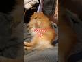 Surviving a DOG Attack