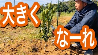 みかんの苗木　植え付け方法はこれ！