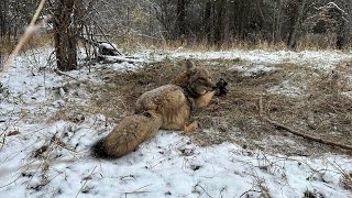 Catches and misses my POV. #mountainmen #historychannel #coyote #wolves