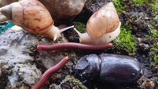 Nature’s Pace: Peaceful Moments with a Millipede and Snail Colony #SlowLiving  #OddlySatisfying