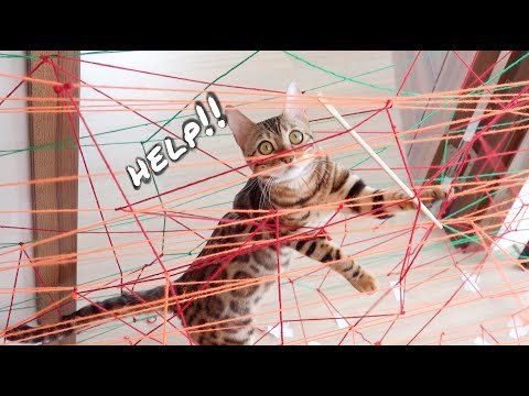 CAT VS STRING MAZE CHALLENGE || FUNNY CAT FAILS| Cat's Reaction to String Maze| TheMingmingCo.