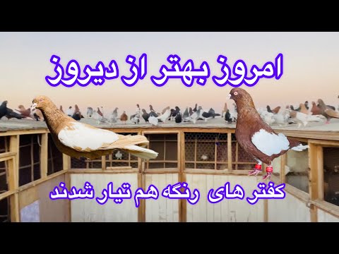 برنامه خیلی جالب کفتر از این کرده تیار نمی شود