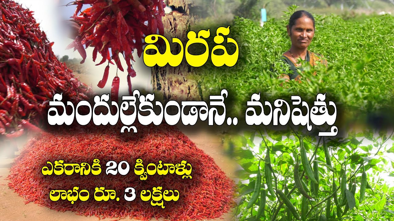 తెగుళ్లు సోకినా మా మిరప తోట తట్టుకుని నిలిచింది | కారణం ఇదే | Mirchi Farming | Lavanya Reddy