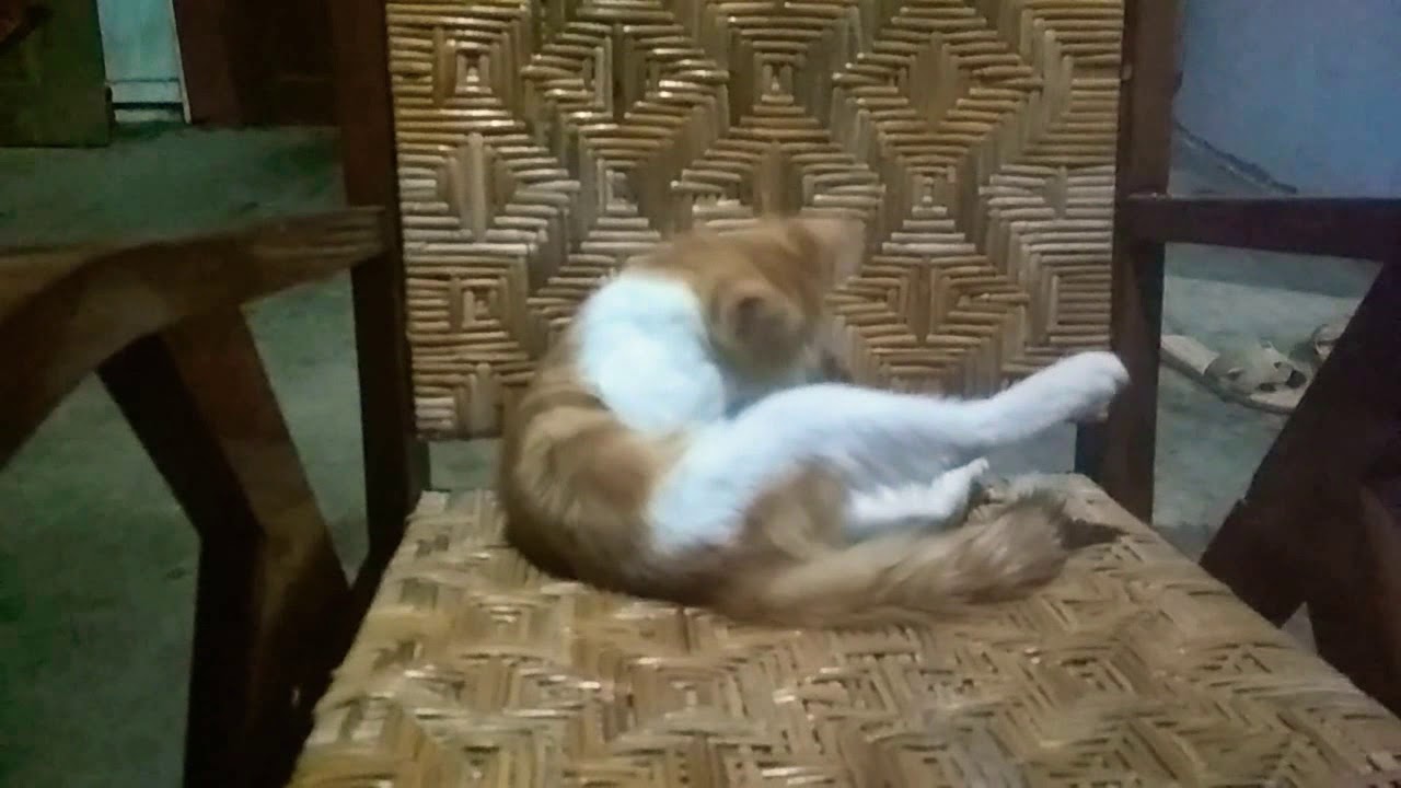 Hongsi Seekor Kucing Lucu Xd83dxdc08 Yang Kekenyangan Makan Youtube Hongsi Seekor Kucing Lucu Xd83dxdc08 Yang Kekenyangan Makan Youtube
