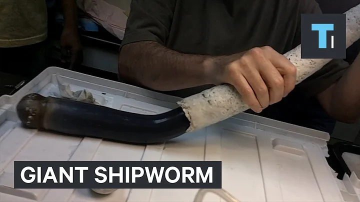 Giant shipworm just gave scientists new clues about some of the weirdest life forms on Earth - DayDayNews