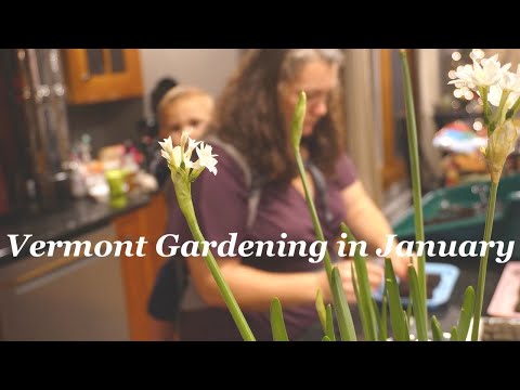 Sowing lisianthus and