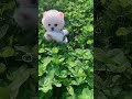 A touch of green amidst a sea of ​​flowers Teacup dog, Pomeranian, Shunsuke