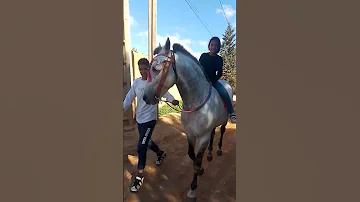 الخيل الخير المتعة اكسبلور صيف فاميلي 