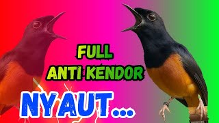 Download Lagu 🔴pancingan murai batu gacor sangat AMPUH menjadikan murai DIAM langsung CEPAT bunyi GACOR nyaut MP3