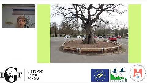 Ancient trees in urban areas – problems, opportunities and solutions. Vikki Bengtsson, Pro Natura