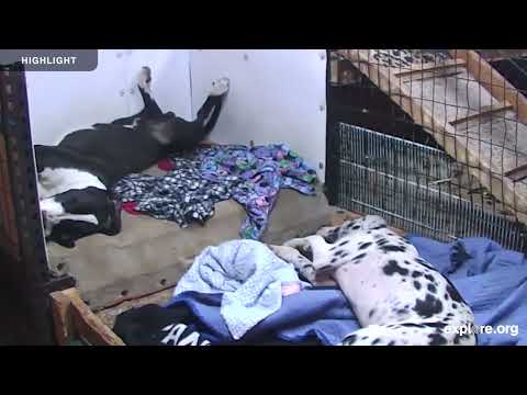 Great Danes Indoor Puppy Room - Service Dog Project | Highlights