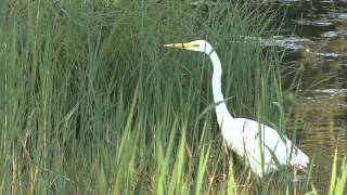 Aigrette garzette et Grande aigrette