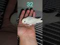 Baby Budgie 1 to 30 Day Growth Stages