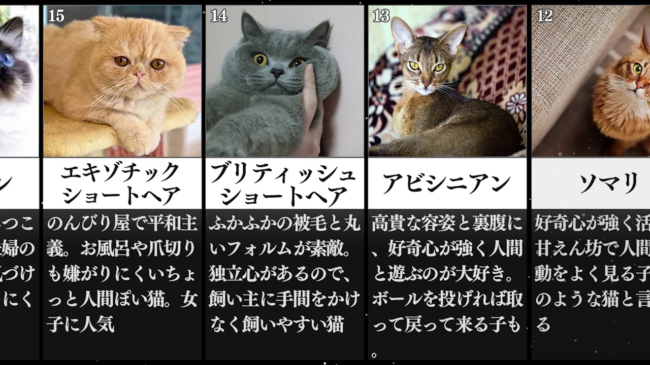 最強の 猫 種類はどれだ 人気の猫種ランキングを調べて見た ネコ かわいい Youtube