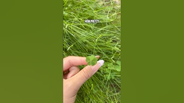 Finding A Four Leaf Clover