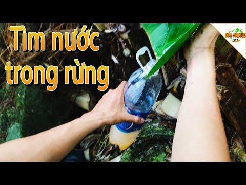 Video: Cách Tìm Nước Trong Rừng