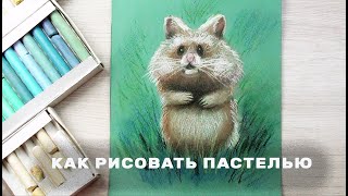 Как нарисовать хомяка сухой пастелью легко. Поэтапное рисование животных для начинающих.