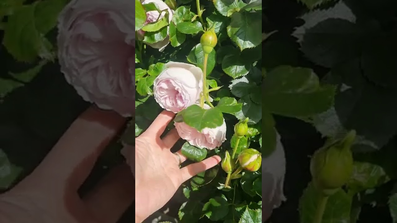 My beautiful earth angel rose 