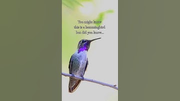 Thumbnail of The Majestic Benefits of Humming #soundhealing #soundscience #mindfulness
