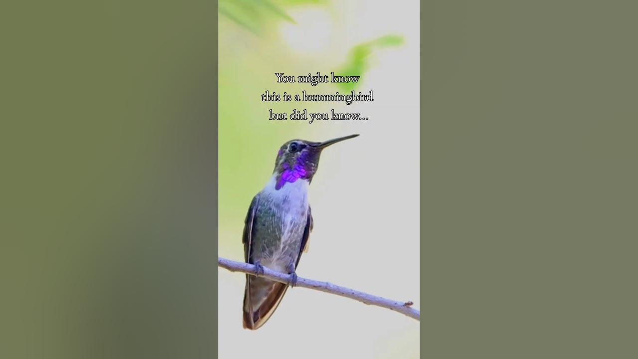 The Majestic Benefits of Humming #soundhealing #soundscience #mindfulness