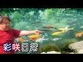 【彩咲日常】鯉を眺めながら恋を語ろうか…まぁ~~しないけどね