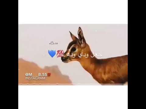 فرقة دبي الحربية فوق لحزومي