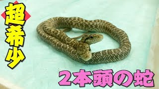 神話に出てくるようなすごく珍しい2本頭の蛇がいた！！