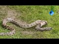 Amazing rescued  a giant indian rock python pulled out a swallowed mongoose captured near keshod