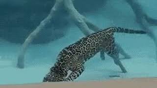 Jaguar swims under water