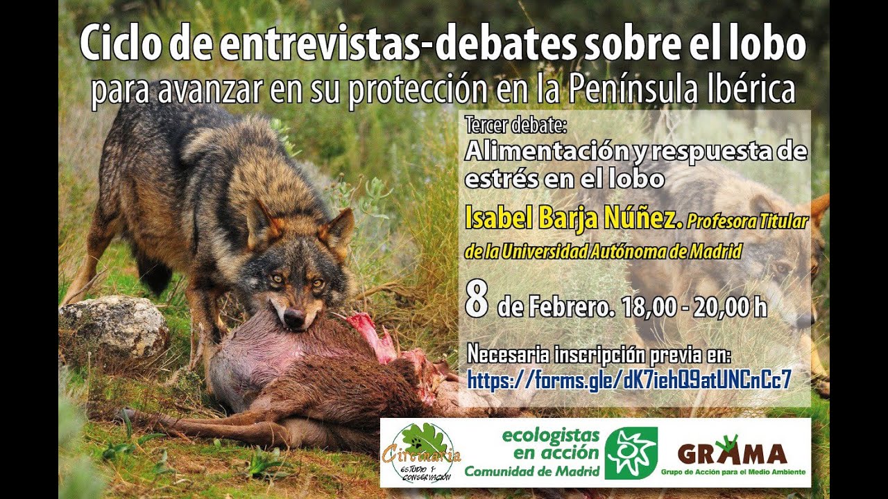 Debate en línea] Alimentación y respuesta de estrés en el lobo •  Ecologistas en Acción