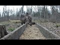 Deer Sound the Alarm 🦌⚠️ | Tails Go Up, Herd Goes on Alert | Fernwood Hills Archive