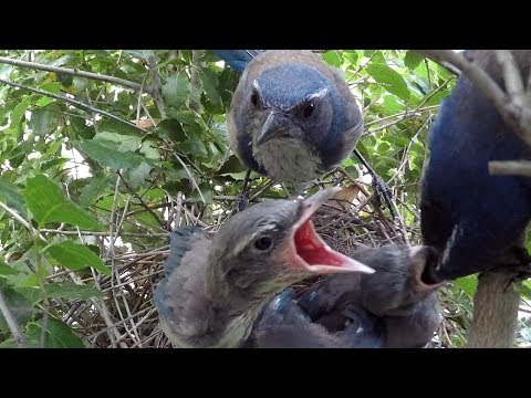 Scrubjay Family 2017 4K Nest Series Highlights 4 V22203