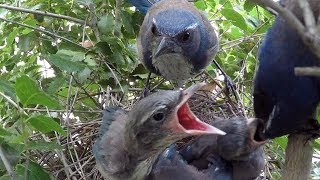 Scrubjay Family 2017 4K Nest Series Highlights 4 V22203
This series features a Scrub Jay pair (Aphelocoma californica) rearing a new brood of 3 chicks in a slightly different location in the same tree as the 2015 documentary. These edited and condensed highlight collections feature the most interesting and action-filled portions of the nearly 600 clips filmed during this documentary project. Filming was done mostly with a pole-mounted GoPro Hero 5 black in full 4K, 30fps resolution, which were subsequently rendered in full HD for this upload. These scenes were filmed from May 7th through May 11th. Near the beginning of this set, a thunderstorm passes through giving the birds a good soaking, but they just shake it off and continue life as usual!
See the full-length 33-video documentary series collection in the JcmdiStockFootage channel playlist here: https://www.youtube.com/watch?v=5VV6V5Smk3I&list=PLQfMUg3sM62sy14gazRU8flg1pAnjtcEd
Contains JCMDI video catalog #s: V21810,V21811,V21812,V21817,V21819,V21822,V21824,V21825,V21828,V21845,V21846,V21847,V21850,V21854,V21855,V21857,V21862,V21866,V21867,V21869,V21872,V21873,V21877,V21878,V21882,V21884,V21887,V21891,V21892,V21894,V21897,V21898,V21901,
Note: The audio and video material contained herein is copyright 2017 JCM Digital Imaging, however, you may download this footage directly from YouTube and use it free of charge in your own non-profit/non-commercial YouTube videos, school projects, etc. The full free usage policy and YouTube copyright notice/ad info can be found here (please read before using JCMDI material): http://jcmdi.com/stockfootage/faq.html#freeusage http://jcmdi.com/stockfootage/faq.html#partner Scrubjay Family 2017 4K Nest Series Highlights 4 V22203