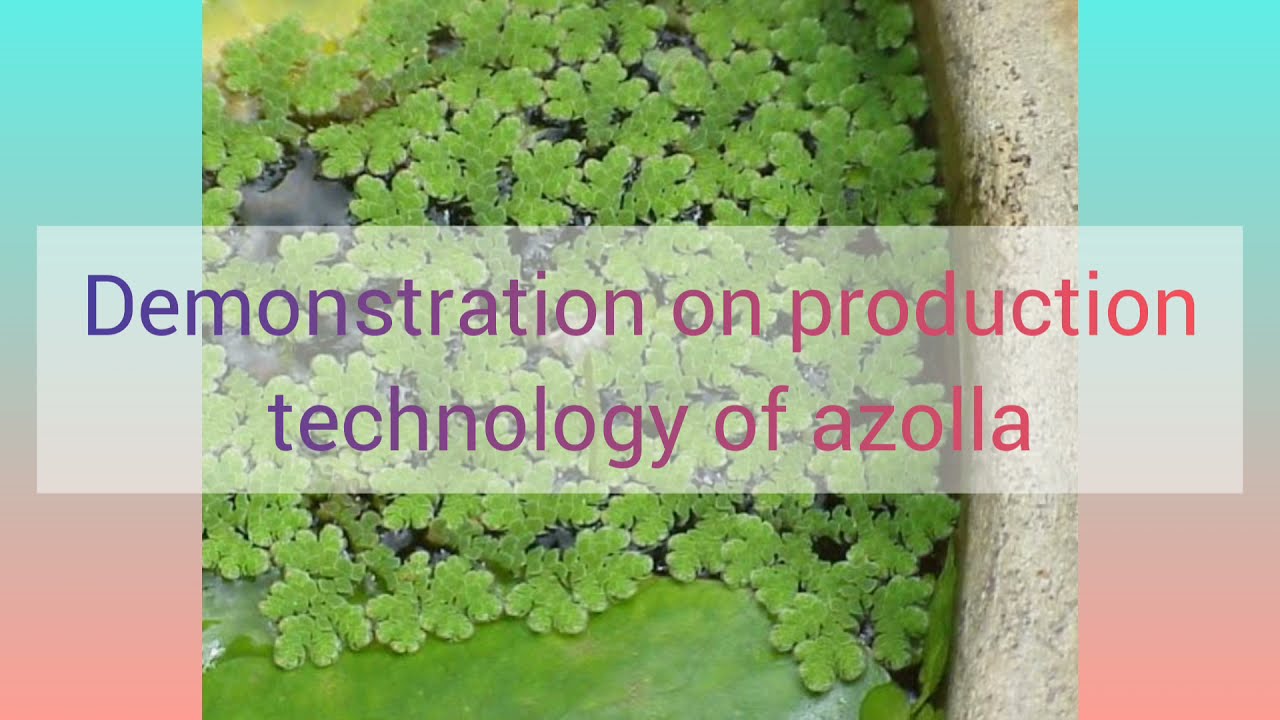 Preparation and Telecast of important intervention on Youtube (Production Technology of Azolla)