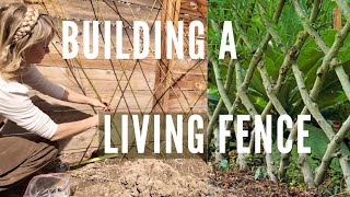 LIVING FENCE DIY green screen from crosshatched willows! by Regenerative Gardening with Blossom & Branch Farm 16,695 views 1 month ago 9 minutes, 58 seconds